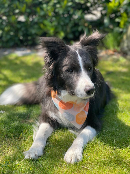 Hunde-Bandanas - Blue Pineapple