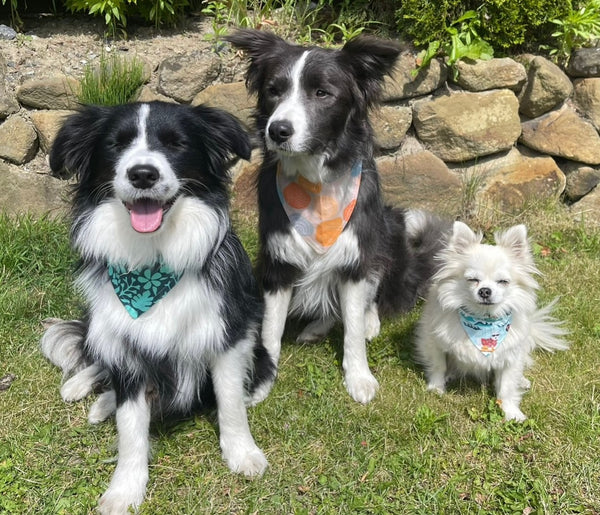 Hunde-Bandanas - Blue Pineapple