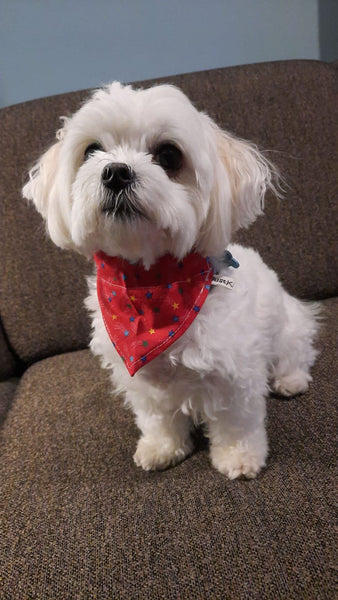 Hunde-Bandanas - Blue Pineapple